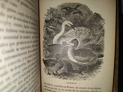64- Los Animales De Corral - Alberto Larbalétrier - Paris, Garnier Hermanos, Libreros-Editores, 1887