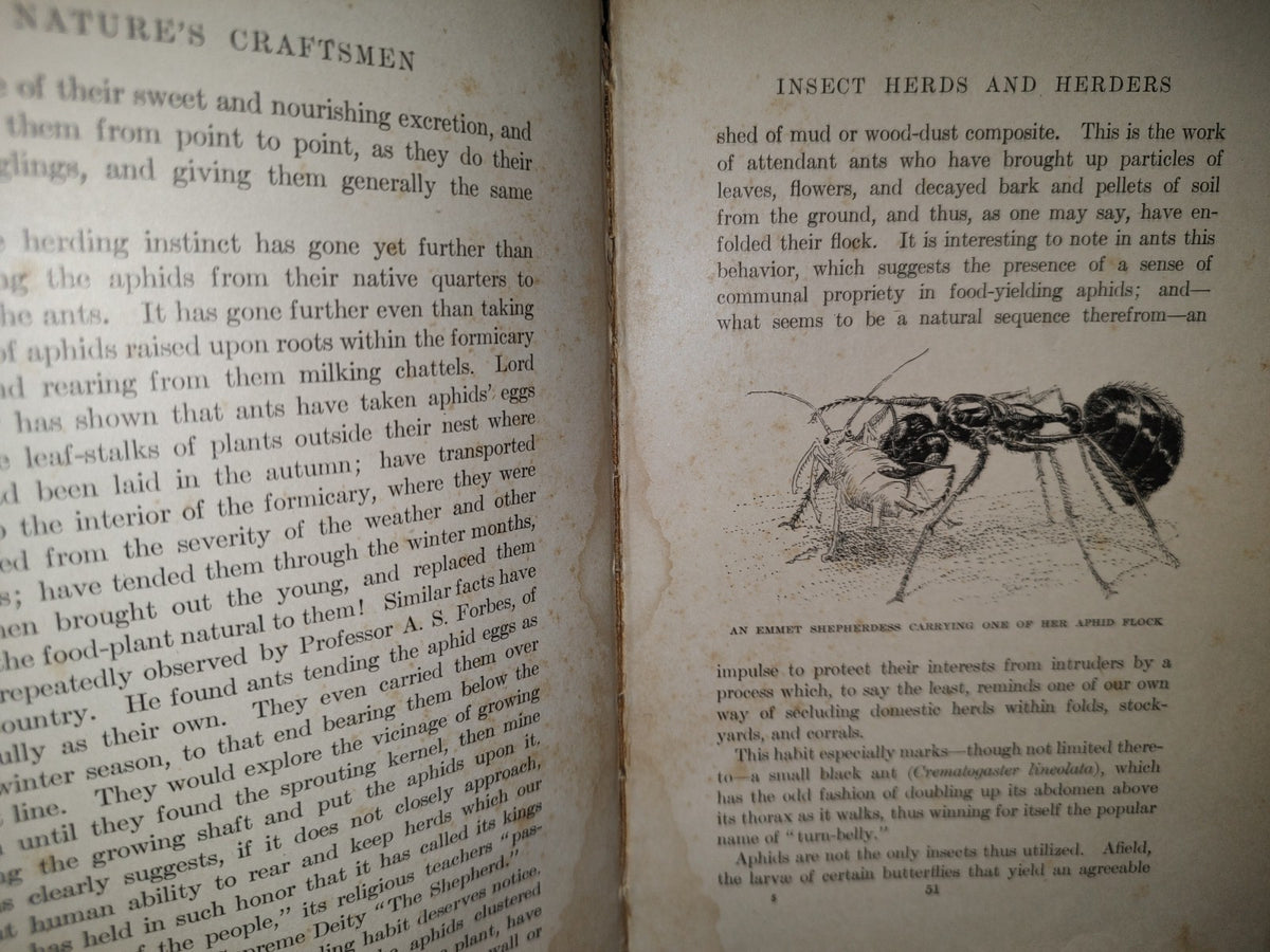 211- Nature'S Craftsmen. Popular Studies Of Ants And Other Insects. Henry Christopher Mccook - 1907