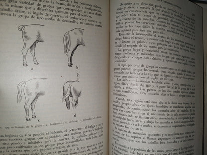 48- Ganado Caballar - José Maria Beltrán - Salvat Editores, S. A., Primera Edición, 1954