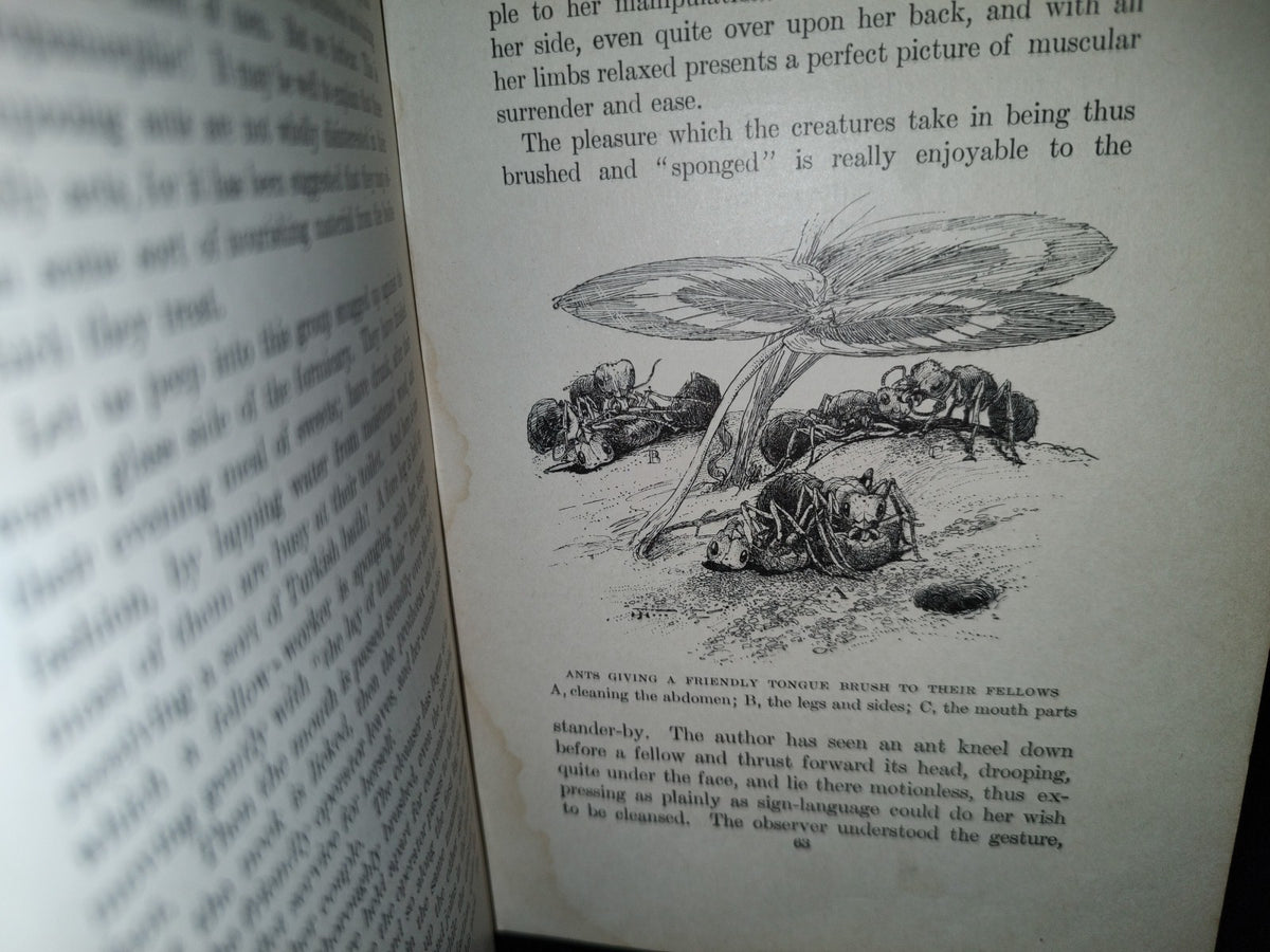 211- Nature'S Craftsmen. Popular Studies Of Ants And Other Insects. Henry Christopher Mccook - 1907
