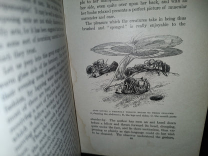 211- Nature'S Craftsmen. Popular Studies Of Ants And Other Insects. Henry Christopher Mccook - 1907