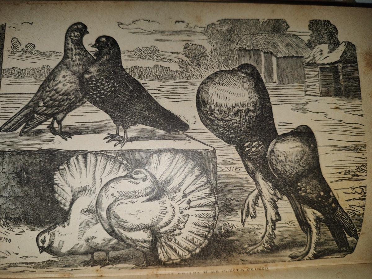 64- Los Animales De Corral - Alberto Larbalétrier - Paris, Garnier Hermanos, Libreros-Editores, 1887