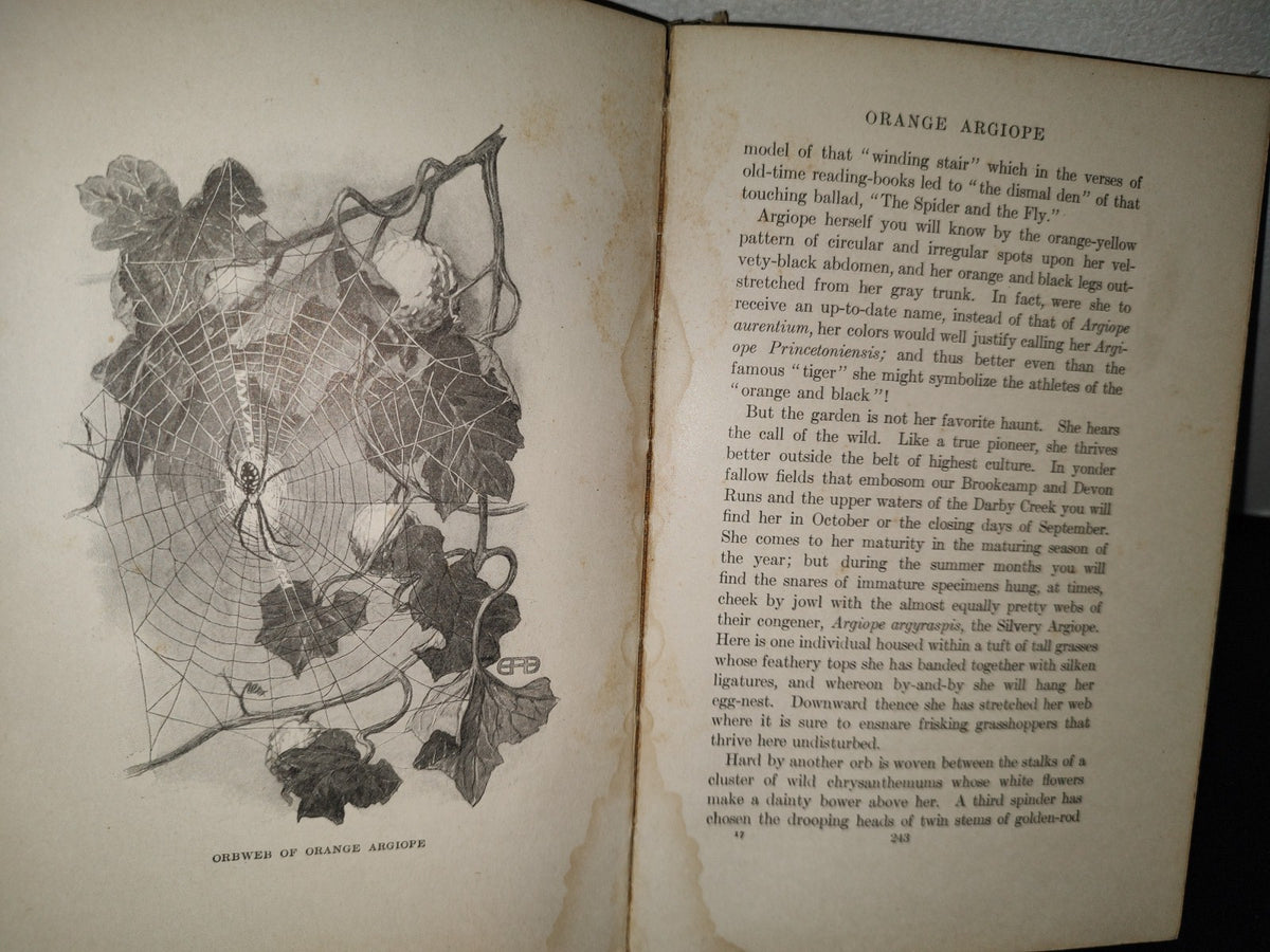 211- Nature'S Craftsmen. Popular Studies Of Ants And Other Insects. Henry Christopher Mccook - 1907
