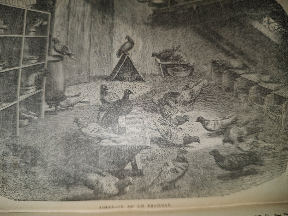64- Los Animales De Corral - Alberto Larbalétrier - Paris, Garnier Hermanos, Libreros-Editores, 1887