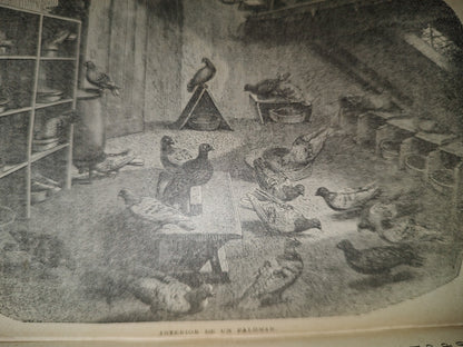 64- Los Animales De Corral - Alberto Larbalétrier - Paris, Garnier Hermanos, Libreros-Editores, 1887