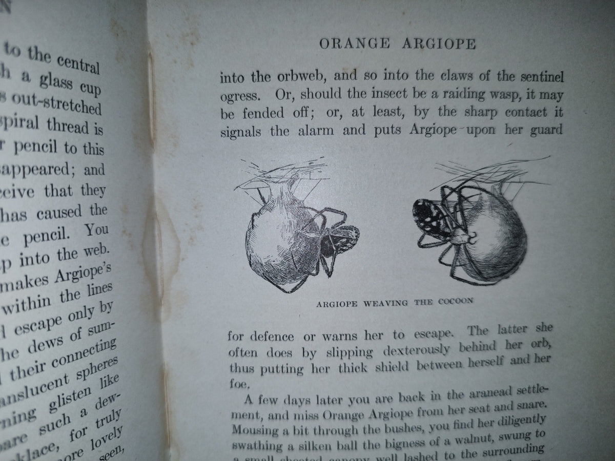 211- Nature'S Craftsmen. Popular Studies Of Ants And Other Insects. Henry Christopher Mccook - 1907