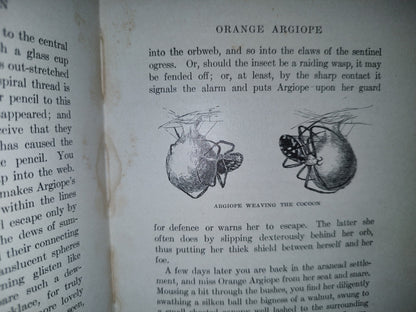 211- Nature'S Craftsmen. Popular Studies Of Ants And Other Insects. Henry Christopher Mccook - 1907