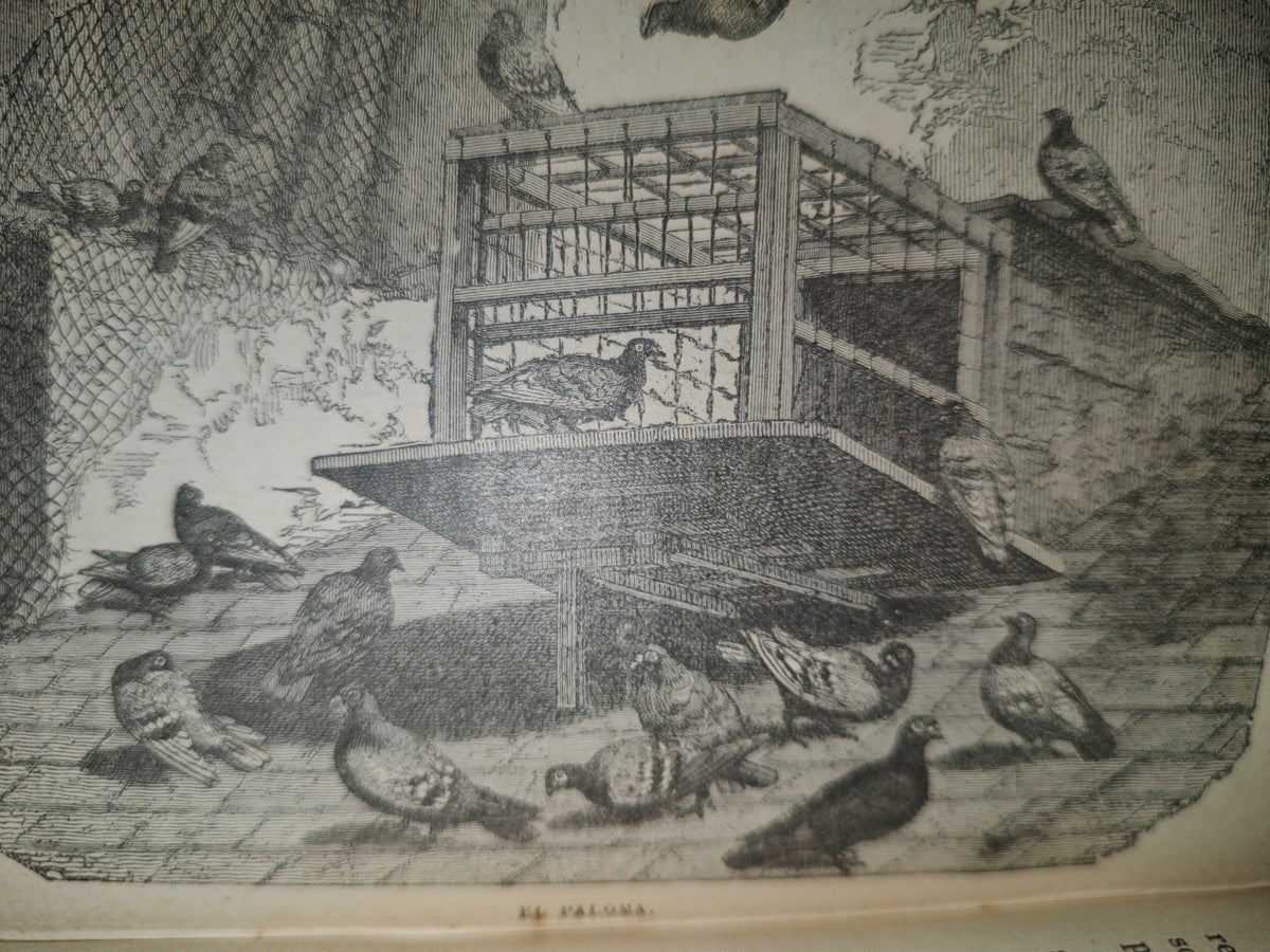64- Los Animales De Corral - Alberto Larbalétrier - Paris, Garnier Hermanos, Libreros-Editores, 1887