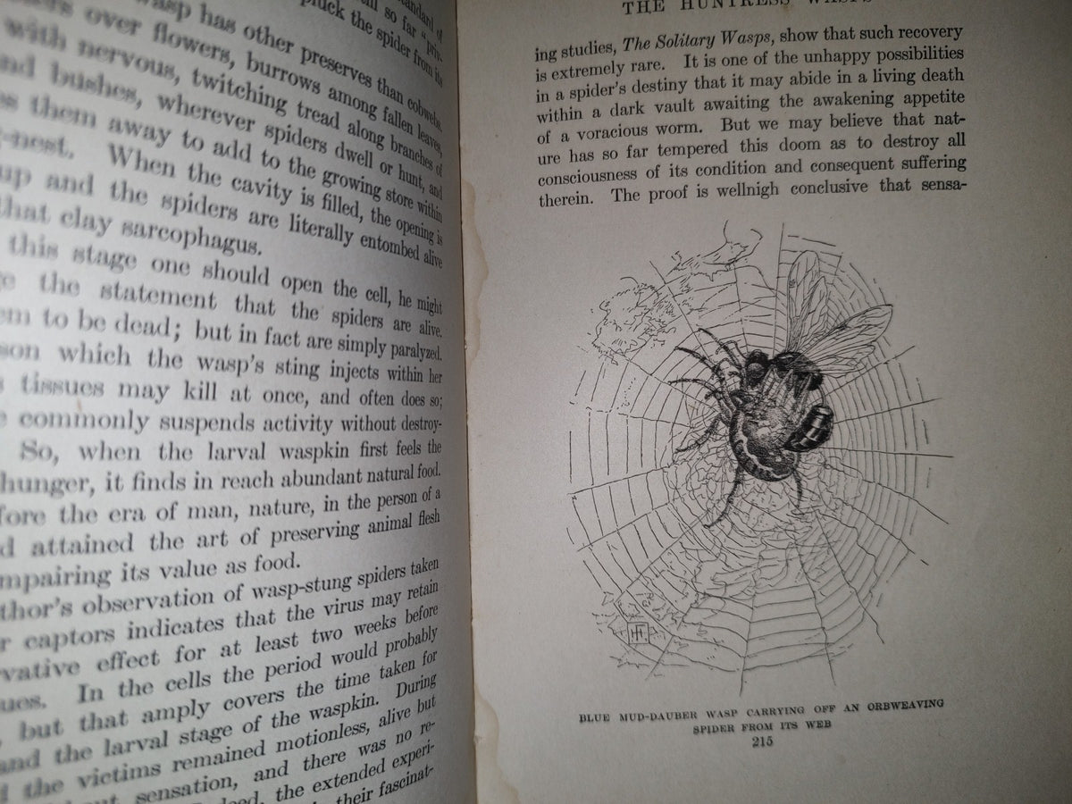 211- Nature'S Craftsmen. Popular Studies Of Ants And Other Insects. Henry Christopher Mccook - 1907