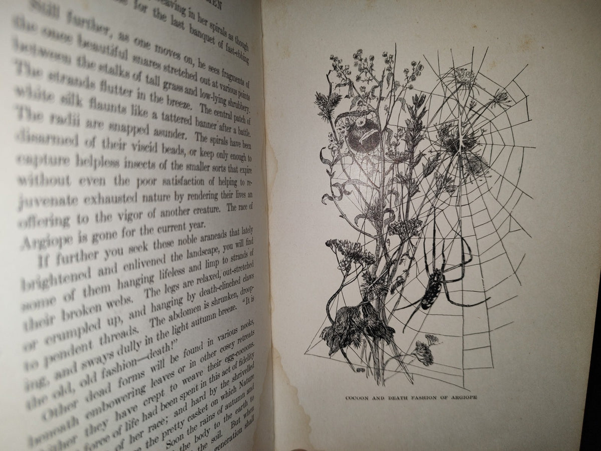 211- Nature'S Craftsmen. Popular Studies Of Ants And Other Insects. Henry Christopher Mccook - 1907