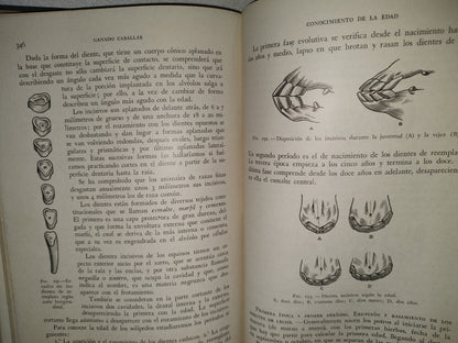 48- Ganado Caballar - José Maria Beltrán - Salvat Editores, S. A., Primera Edición, 1954