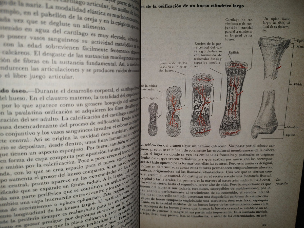 145- El Gran Libro De La Salud. Enciclopedia Médica De Selecciones Del Reader'S Digest - 1990
