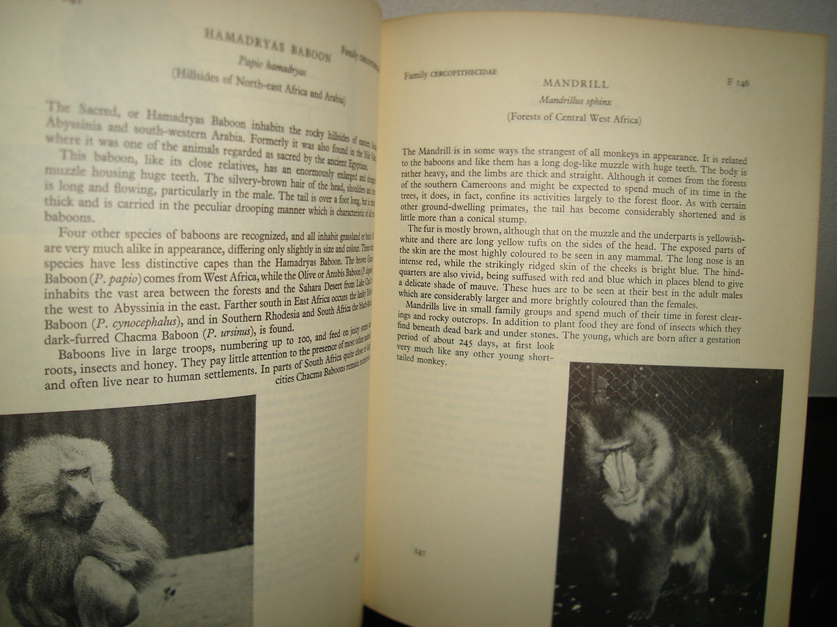 20- Guía De Los Mamíferos. The Mammals. A Guide To The Living Species - Desmond Morris - 1965