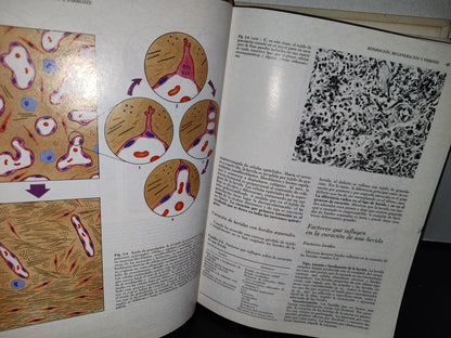 57- Patología. Fundamentos - Rubin/Farber - Editorial Médica Panamericana
