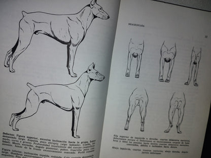 166- Todo Sobre El Dobermann Pinscher - I. Z. Spirer, E. Miller - 1987