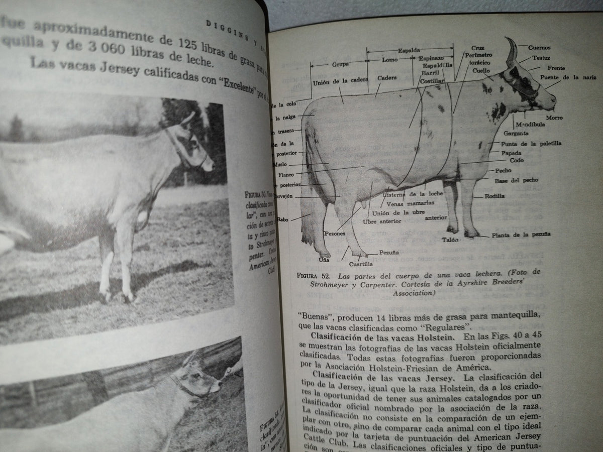 57- Vacas, Leche Y Sus Derivados - Diggins & Bundy - 1979
