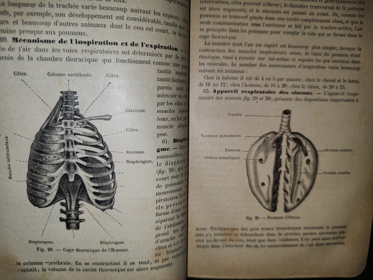 64- Francés. Précis D'Histoire Naturelle - Alphonse Milne-Edwards - 1897