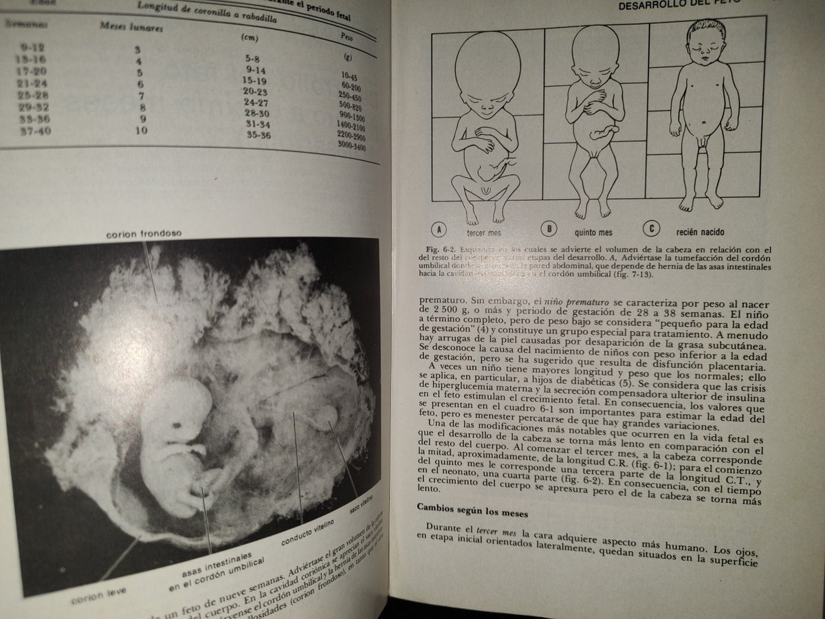 99- Embriología Médica - Dr. Jan Langman - Nueva Editorial Interamericana - 1976