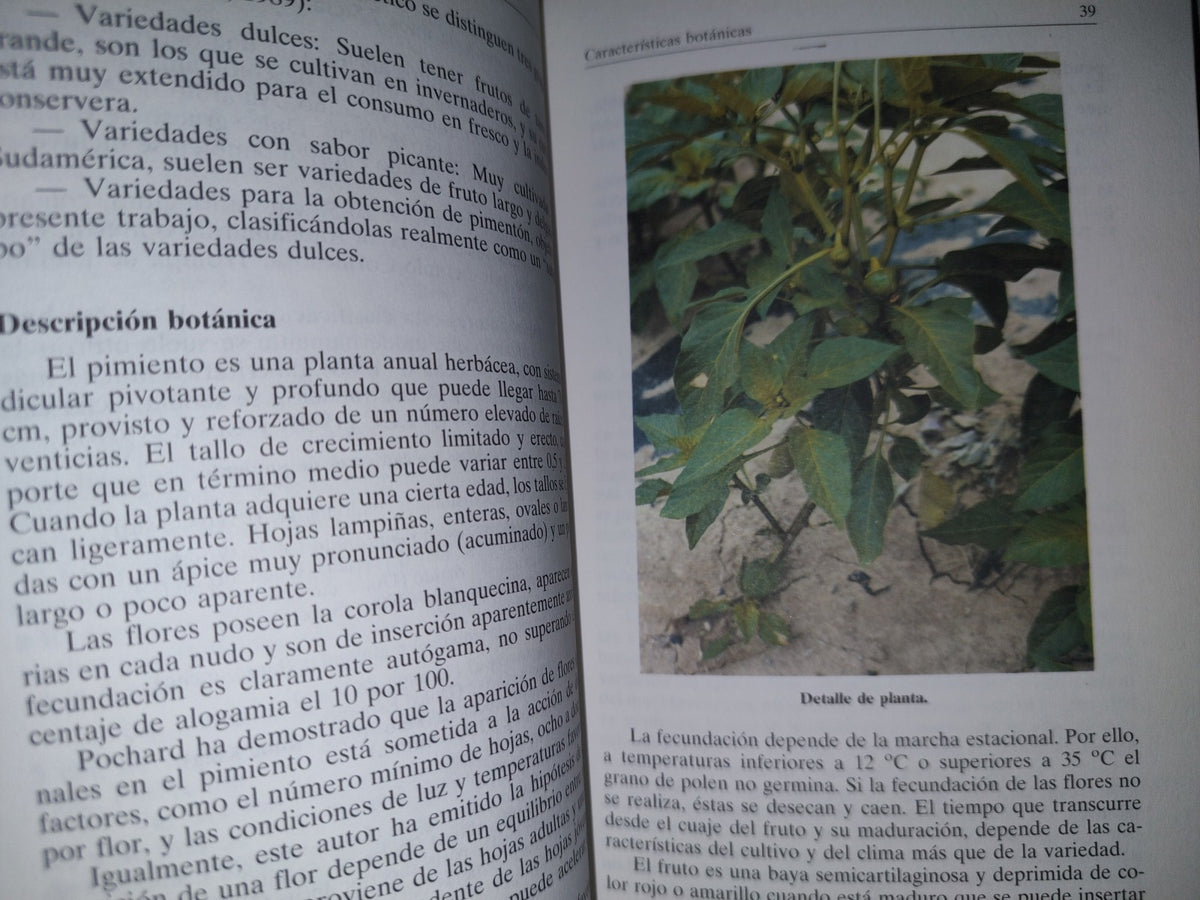139- El Pimiento Para Pimentón. Agroguías Mundi-Prensa - M. Zapata, S. Bañón, P. Cabrera - 1991