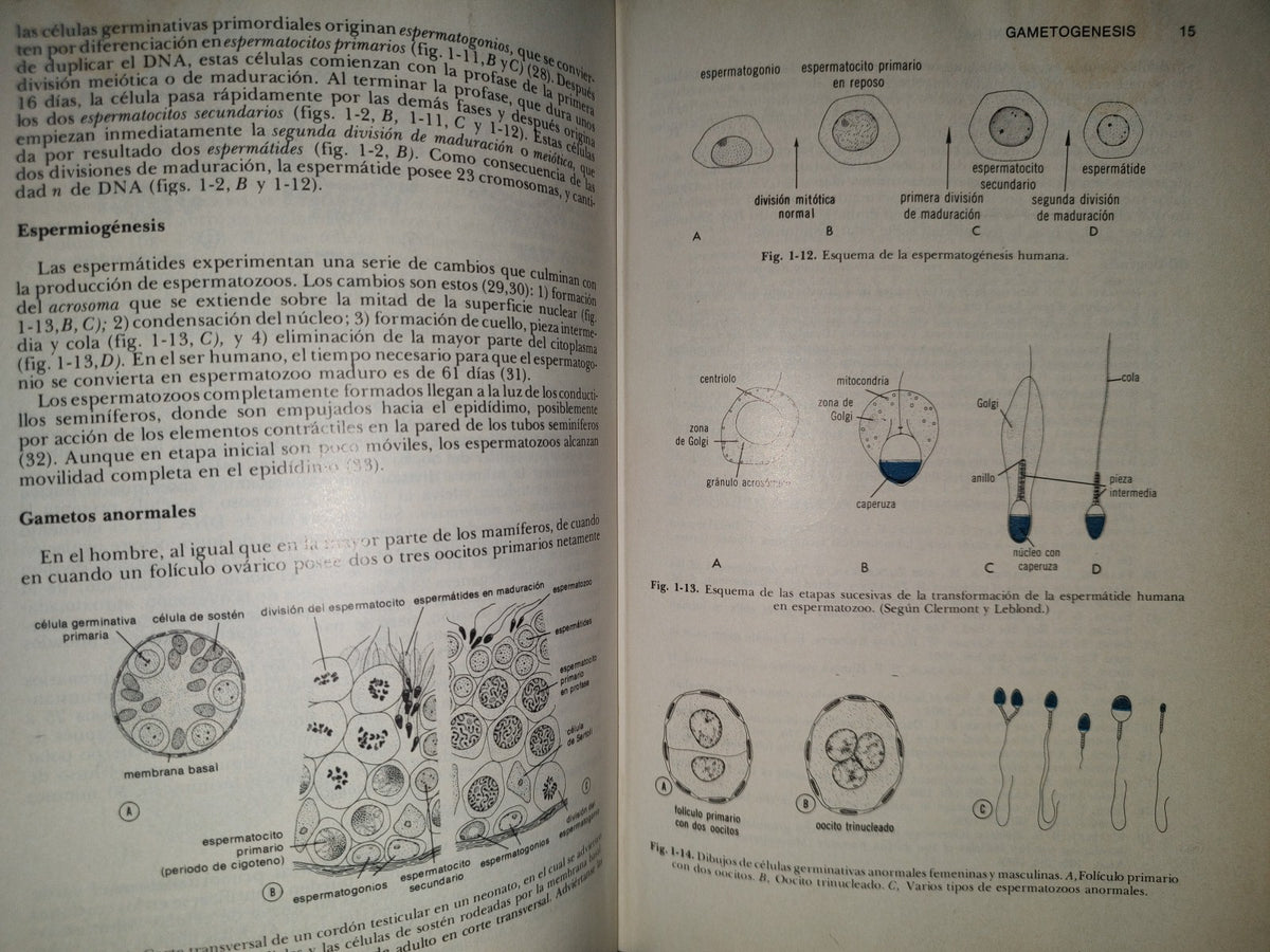 99- Embriología Médica - Dr. Jan Langman - Nueva Editorial Interamericana - 1976