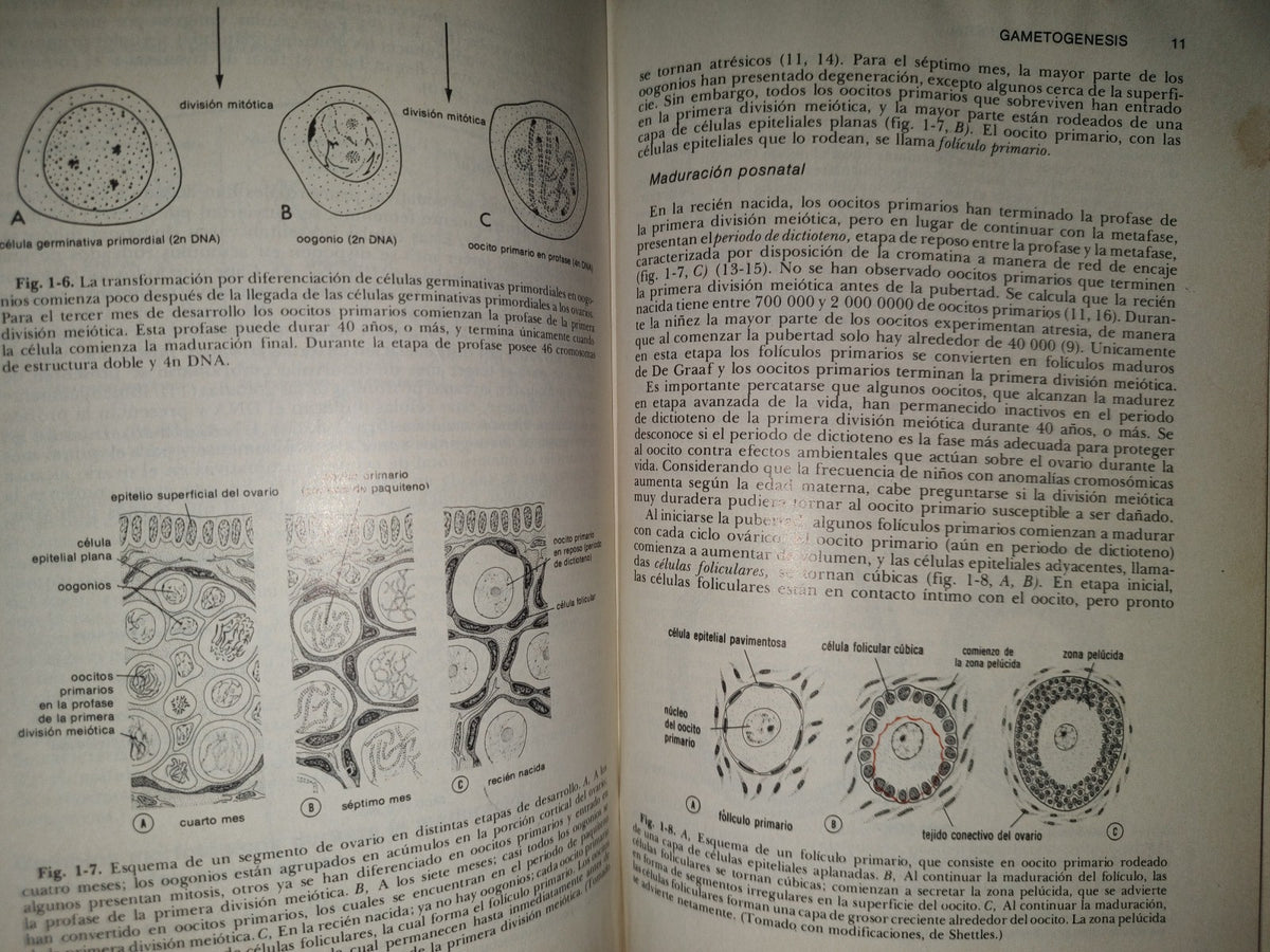 99- Embriología Médica - Dr. Jan Langman - Nueva Editorial Interamericana - 1976