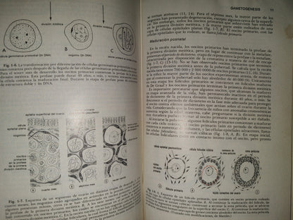 99- Embriología Médica - Dr. Jan Langman - Nueva Editorial Interamericana - 1976