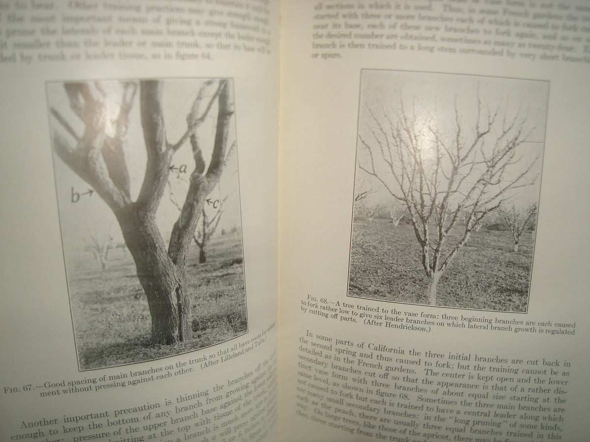 160- Inglés - Libro Sobre Huertos / Decidious Orchards - William Henry Chandler - Lea & Febiger. Phildelphia, 1957