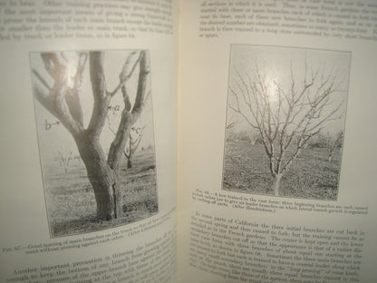 160- Inglés - Libro Sobre Huertos / Decidious Orchards - William Henry Chandler - Lea & Febiger. Phildelphia, 1957