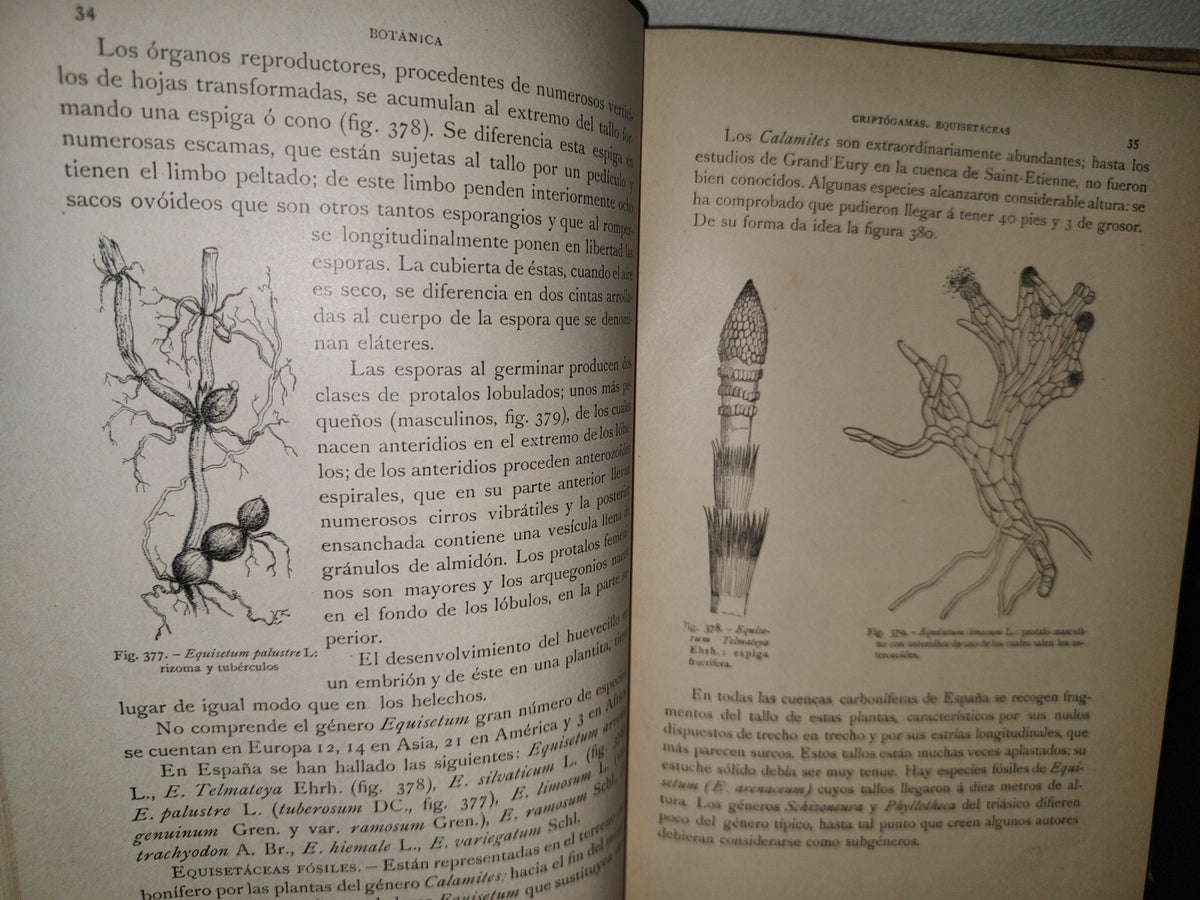 64- Historia Natural. Botánica. Don Odón De Buen, Tomo Décimo. Botánica Iii - 1920