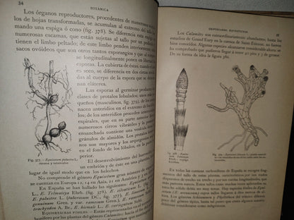 64- Historia Natural. Botánica. Don Odón De Buen, Tomo Décimo. Botánica Iii - 1920