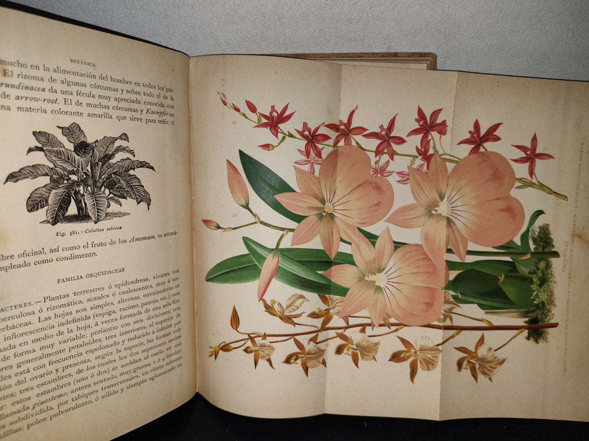 64- Historia Natural. Botánica. Don Odón De Buen, Tomo Décimo. Botánica Iii - 1920
