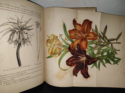 64- Historia Natural. Botánica. Don Odón De Buen, Tomo Décimo. Botánica Iii - 1920