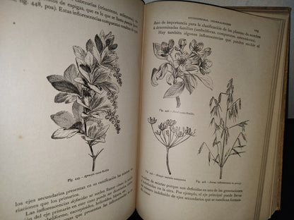 64- Historia Natural. Botánica. Don Odón De Buen, Tomo Décimo. Botánica Iii - 1920