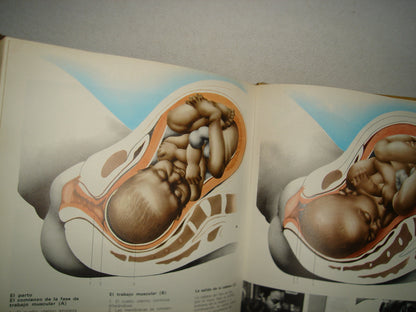 20- Enciclopedia De La Vida Sexual - Argos, Vergara