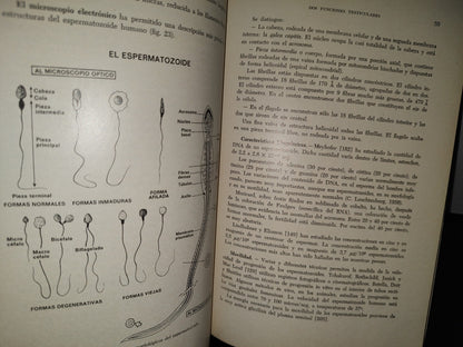 54- Las Esterilidades Masculinas En La Práctica Ginecológica - Jean Cohen - 1974