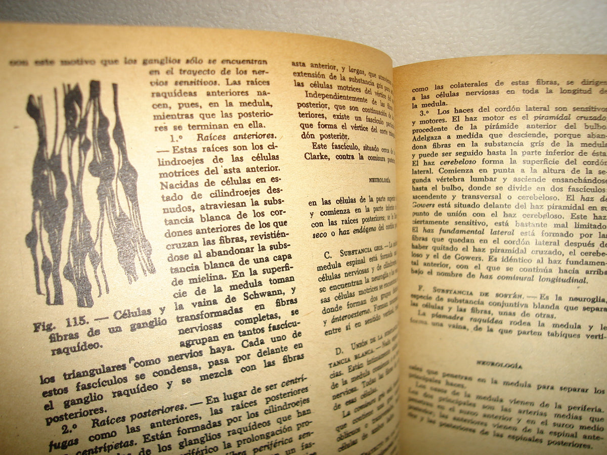 34- Compendio De Anatomía Descriptiva - Dr. J. A. Fort