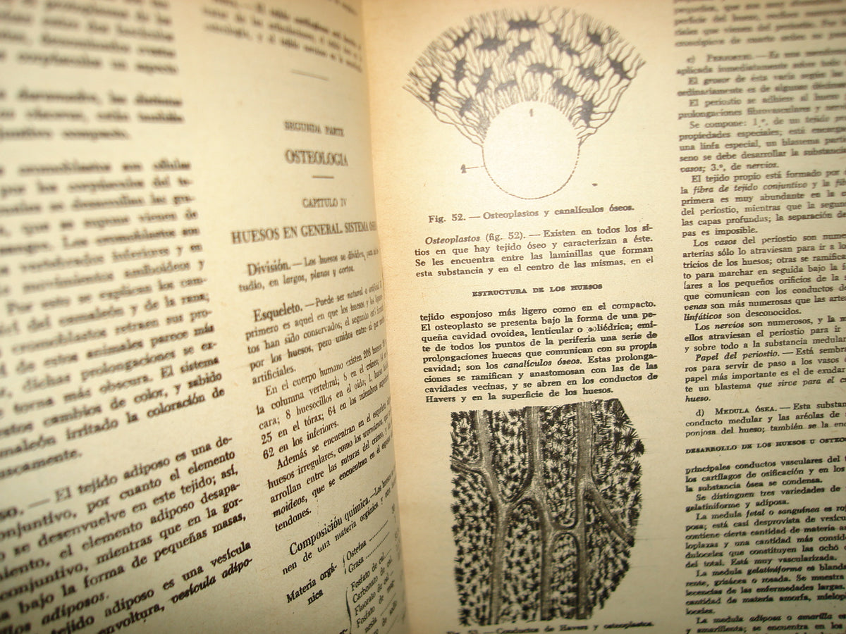 34- Compendio De Anatomía Descriptiva - Dr. J. A. Fort