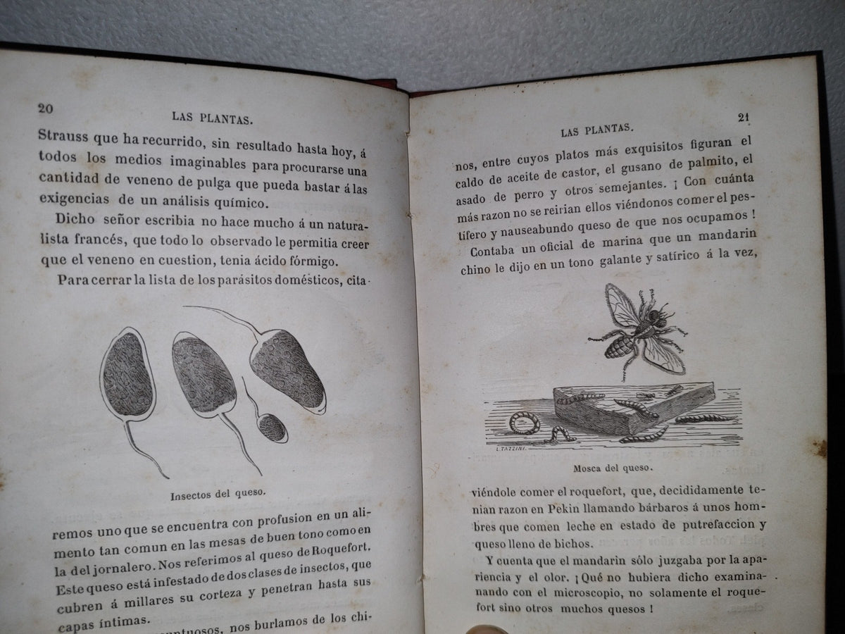 59- Biblioteca Selecta Para Los Niños. Curiosidades Científico-Domésticas. Nicolás Estebañez - 1880