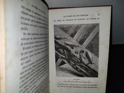 59- Biblioteca Selecta Para Los Niños. Curiosidades Científico-Domésticas. Nicolás Estebañez - 1880