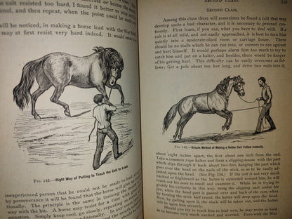 173- Enciclopedia Del Caballo. The Classic Encyclopedia Of The Horse - Dennis Magner - Bonanza Edition 1980