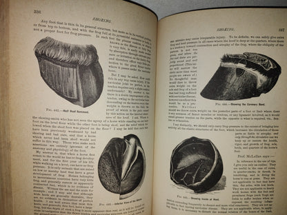 173- Enciclopedia Del Caballo. The Classic Encyclopedia Of The Horse - Dennis Magner - Bonanza Edition 1980