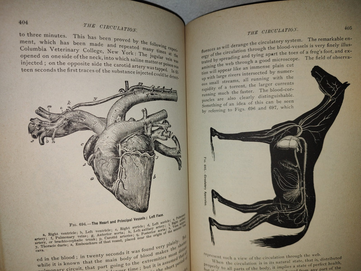 173- Enciclopedia Del Caballo. The Classic Encyclopedia Of The Horse - Dennis Magner - Bonanza Edition 1980