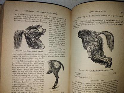 173- Enciclopedia Del Caballo. The Classic Encyclopedia Of The Horse - Dennis Magner - Bonanza Edition 1980