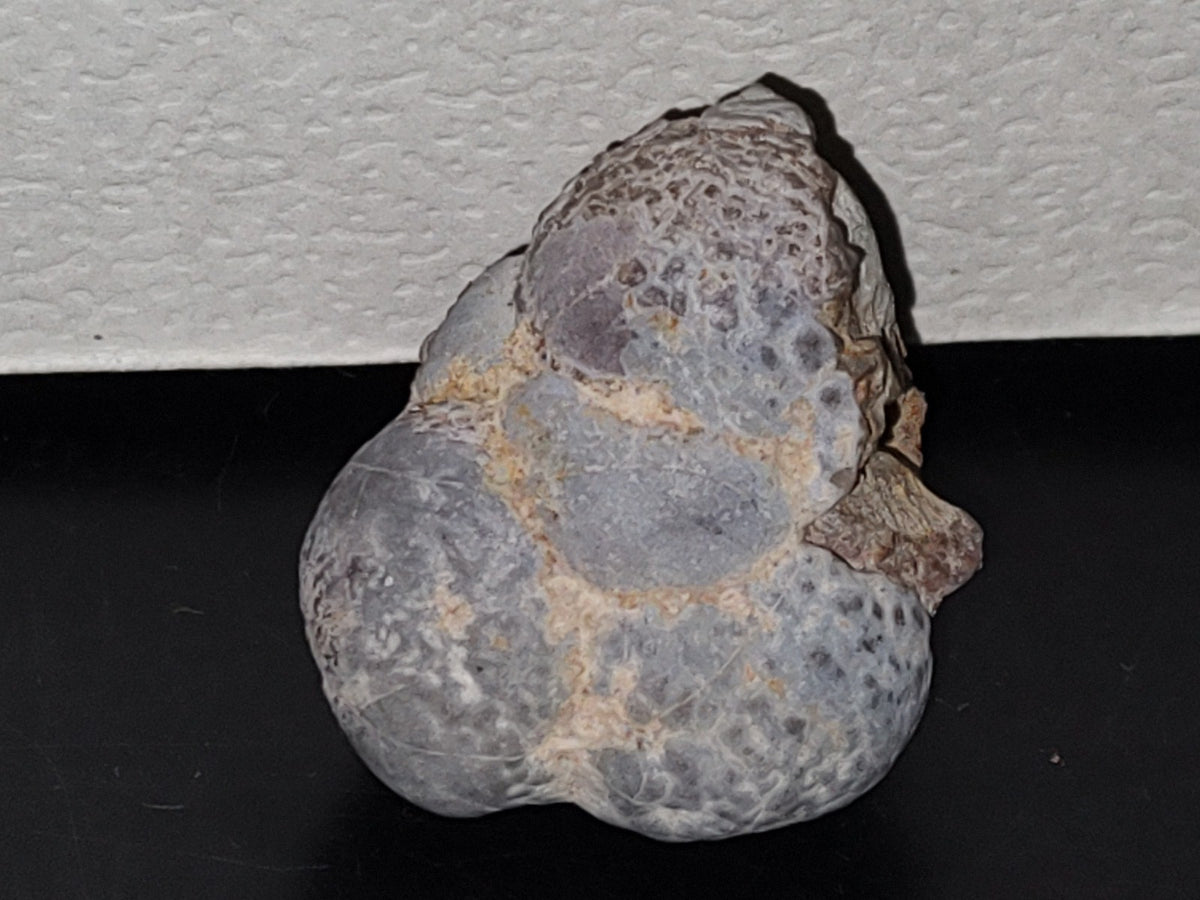 A5- Fósil De Caracol Y Especie De Huevecillos