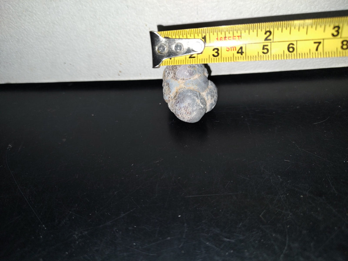 A5- Fósil De Caracol Y Especie De Huevecillos