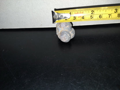 A5- Fósil De Caracol Y Especie De Huevecillos