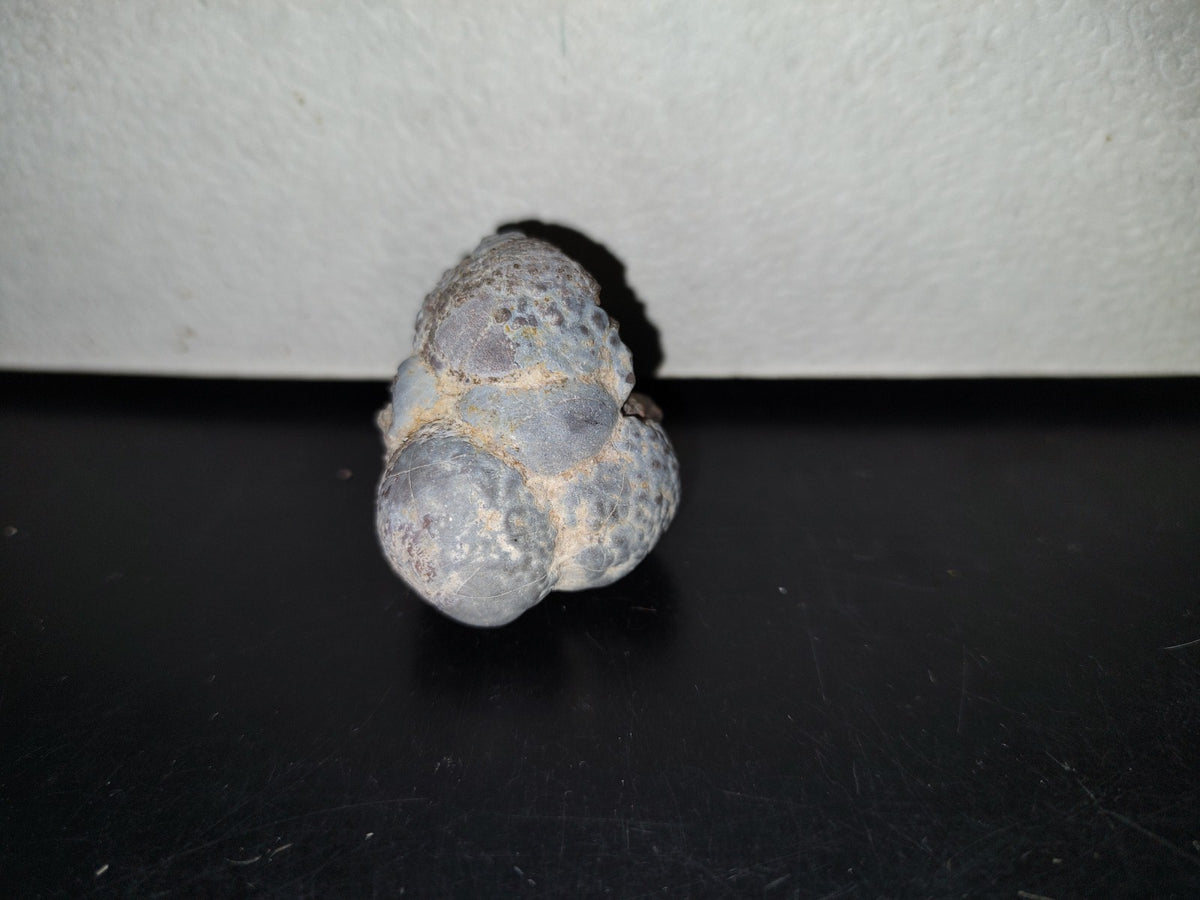 A5- Fósil De Caracol Y Especie De Huevecillos