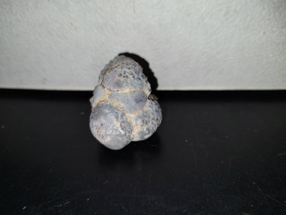 A5- Fósil De Caracol Y Especie De Huevecillos