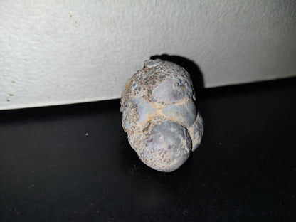 A5- Fósil De Caracol Y Especie De Huevecillos