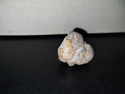 A5- Fósil De Caracol Y Especie De Huevecillos